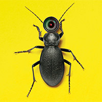 beetle on yellow background, mini-camera for a head