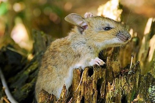 small rodent on a log