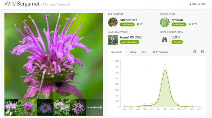 (Image with flowers on the left, one large purple Wild Bergamont flower with thin petals reaching upward with five smaller photos of similar purple flowers listed at the bottom, and a graph on the left which shows a spike from June to August in the “Seasonality” tab. There are three other tabs: “History,” “Sex,” and “Plant Phenology.” Above those tabs is information on the observations the data reflects, including “Top Observer” (aaron carlson), “Top Identifier” (pynklynx), “Last Observation” (August 05, 2020) and “Total Observations” (13,033).)