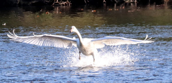 This picture was captured on Huron river and shows a swan as it landed in the water with its wings stretched out.