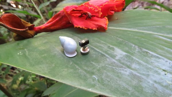 A teeny tiny computer is perched next to a light gray snail shell on a wide green leaf. 
