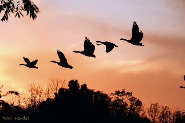 This picture shows a family of geese flying as the sun was setting. The sky is beautiful yellow  with a tinge of pink and with some trees in the view as well. It is very serene and beautiful. 