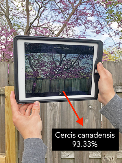 Using mobile device camera and AI image classification model in Survey123 to identify tree species.(Image courtesy Caitlin Dickinson)