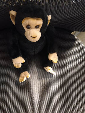 A plush chimpanzee.