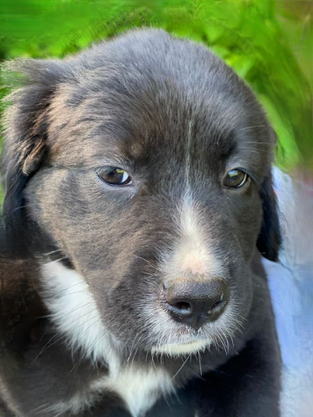 A black and white puppy looking skeptically at the camera