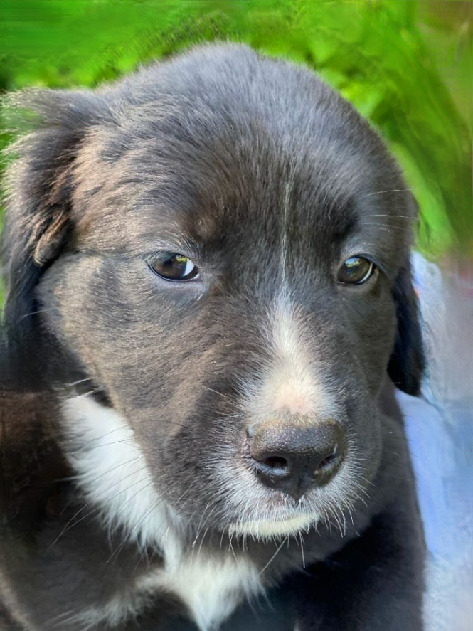 Image of puppy making a very skeptical face.