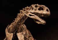 Skeleton of a T-Rex that includes the head up to the rib cage. There is a black background.