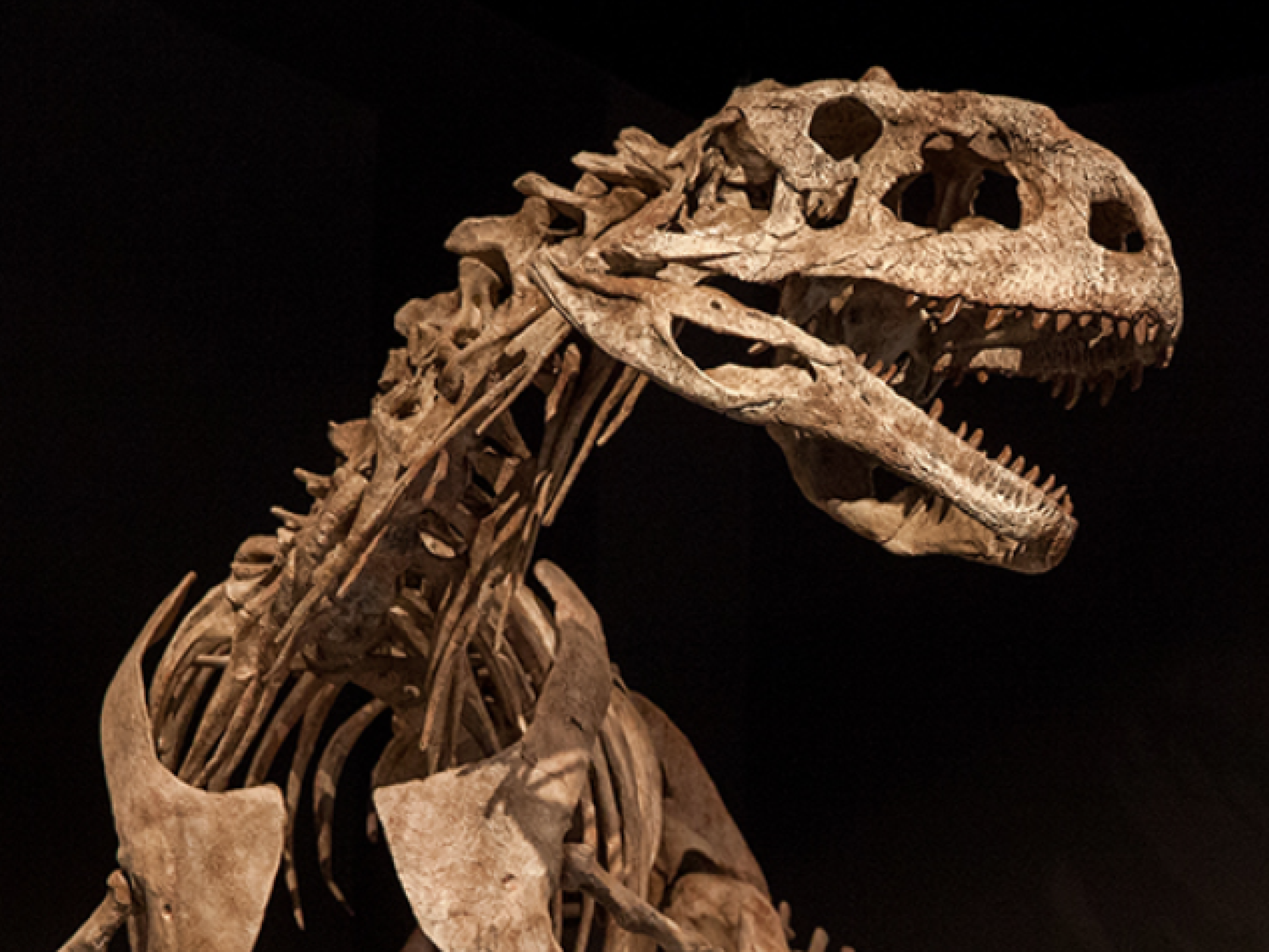 Skeleton of a T-Rex that includes the head up to the rib cage. There is a black background.