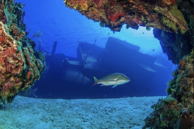Image of a fish swimming in front of an underwater shipwreck.