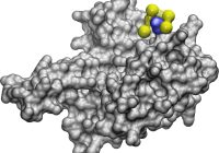 A nanoparticle. A set of yellow balls attached by netting fits neatly around a very specific protrusion on a protein, marked in blue.