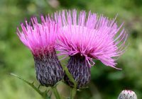 Photo of a marsh thistle with two open rose-purple flowers in focus against a blurred green forestscape.