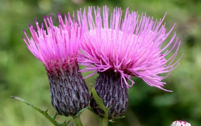 A marsh thistle with two open rose-purple flowers in focus against a blurred green forestscape.