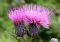 A marsh thistle with two open rose-purple flowers in focus against a blurred green forestscape.