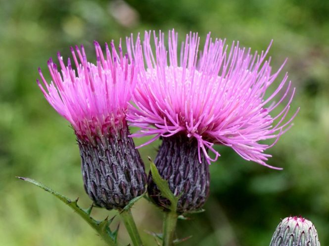 A marsh thistle with two open rose-purple flowers in focus against a blurred green forestscape.