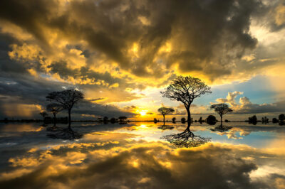 Tree silhouetted against a setting sun reflection on water.