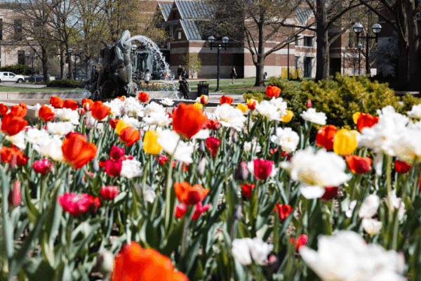 A field of tulips in front of a fountain on central campus.